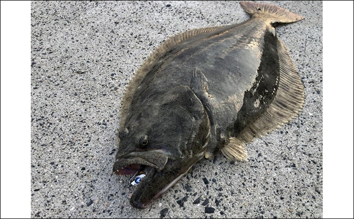 陸っぱりフラットゲームで56cm頭にヒラメ2枚！【瀬戸内】本格シーズン到来の予感