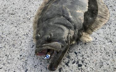 陸っぱりフラットゲームで56cm頭にヒラメ2枚！【瀬戸内】本格シーズン到来の予感