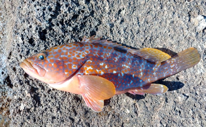 一体何種類あるの? 「アコウ(赤魚)」と呼ばれる全国各地の魚たち