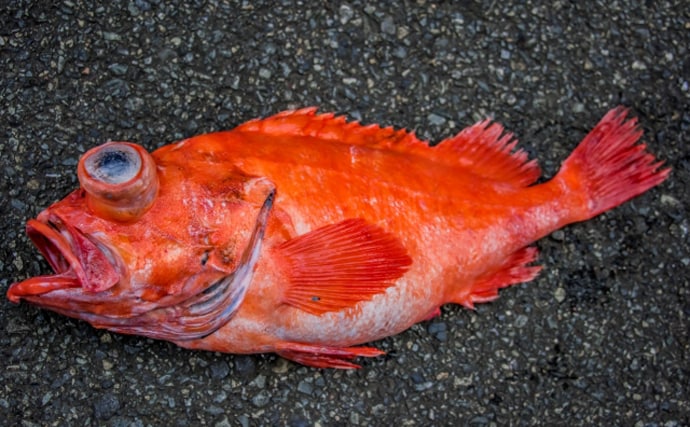 一体何種類あるの? 「アコウ(赤魚)」と呼ばれる全国各地の魚たち
