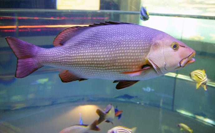 一体何種類あるの? 「アコウ(赤魚)」と呼ばれる全国各地の魚たち