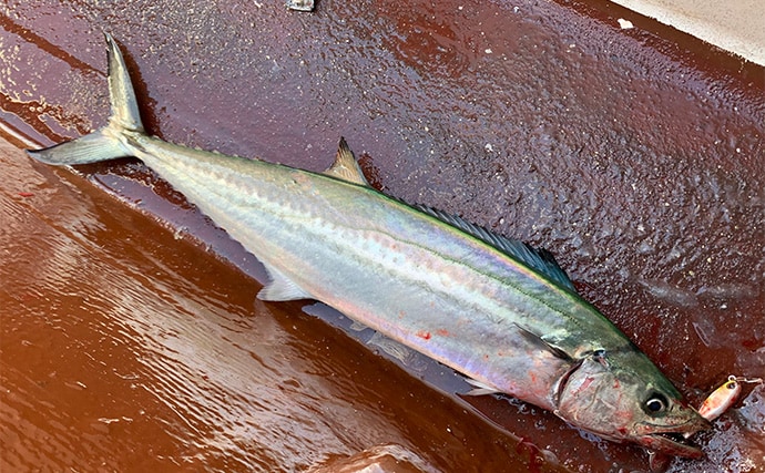 伊勢湾奥キャスティングゲームでサワラ80cm級登場！　サゴシは船中60匹超え