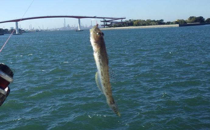 千葉県の落ちハゼ釣りで良型交じり本命51匹キャッチ！ 入れ食いタイムも満喫　