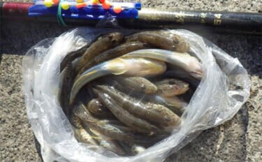 千葉県の落ちハゼ釣りで良型交じり本命51匹キャッチ! 入れ食いタイムも満喫