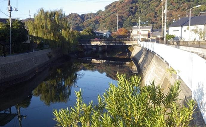 千葉県の落ちハゼ釣りで良型交じり本命51匹キャッチ！ 入れ食いタイムも満喫　