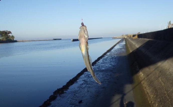千葉県の落ちハゼ釣りで良型交じり本命51匹キャッチ！ 入れ食いタイムも満喫　