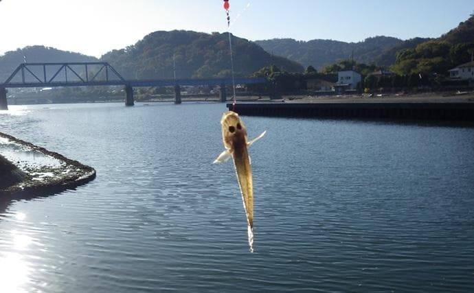 千葉県の落ちハゼ釣りで良型交じり本命51匹キャッチ！ 入れ食いタイムも満喫　