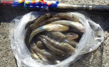 千葉県の落ちハゼ釣りで良型交じり本命51匹キャッチ! 入れ食いタイムも満喫