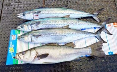 【沖のルアー釣果速報】キャスティングでサワラ80cmオーバー3匹にヒラスズキ76cm好捕!(三重)