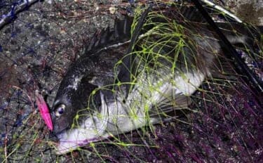 「デイゲームとナイトゲーム何が違う?」チニング攻略ならまずは夜がオススメ