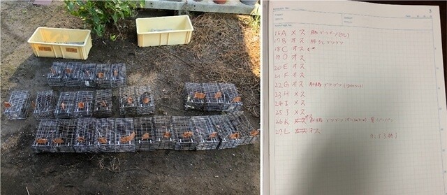 （左）T氏の自宅の軒先に並べられた、捕獲した27匹のドブネズミたち。（右）解剖の記録を残した実験ノート。