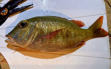 石垣島の打ち込み(ブッコミ)釣りが最高過ぎた! 手ぶらでOKで釣魚調理&三線サービスまで?