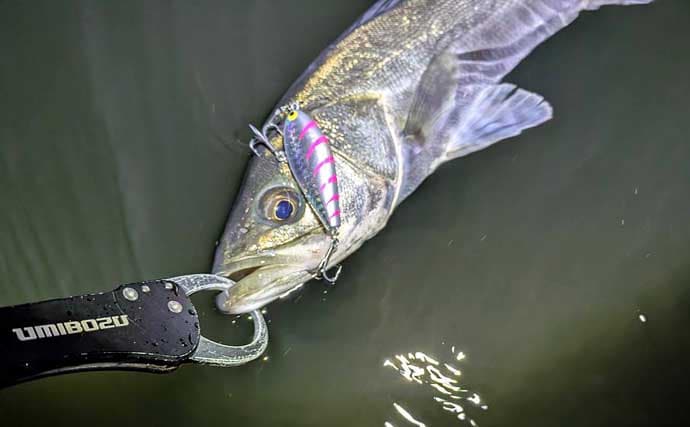 「小春日和はシャローにチャンスあり？」 ベイトの動きを読み70cm頭シーバス3連発！