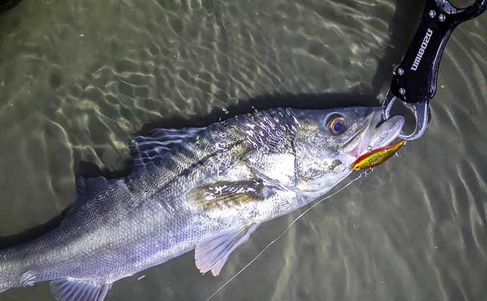 「小春日和はシャローにチャンスあり？」 ベイトの動きを読み70cm頭シーバス3連発！