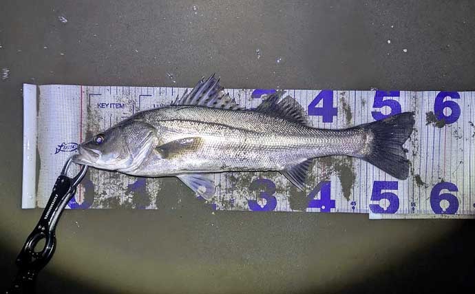 「小春日和はシャローにチャンスあり？」 ベイトの動きを読み70cm頭シーバス3連発！