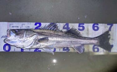 「小春日和はシャローにチャンスあり？」 ベイトの動きを読み70cm頭シーバス3連発！