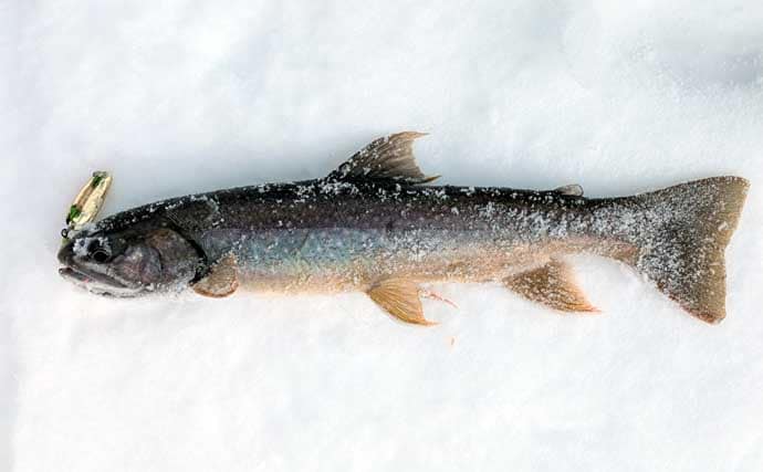 然別湖の氷上釣りで『ミヤベイワナ』と対面成功　独自の進化遂げた魚体に惚れ惚れ