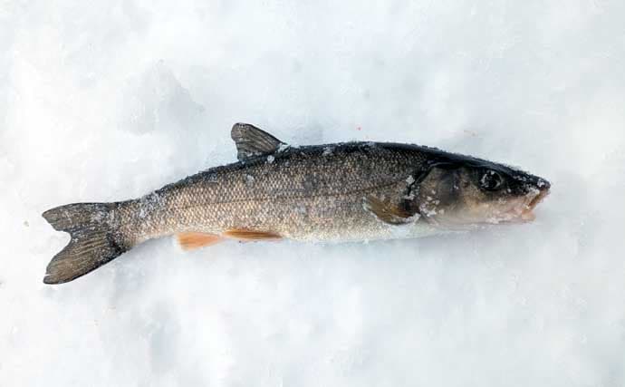 然別湖の氷上釣りで『ミヤベイワナ』と対面成功　独自の進化遂げた魚体に惚れ惚れ