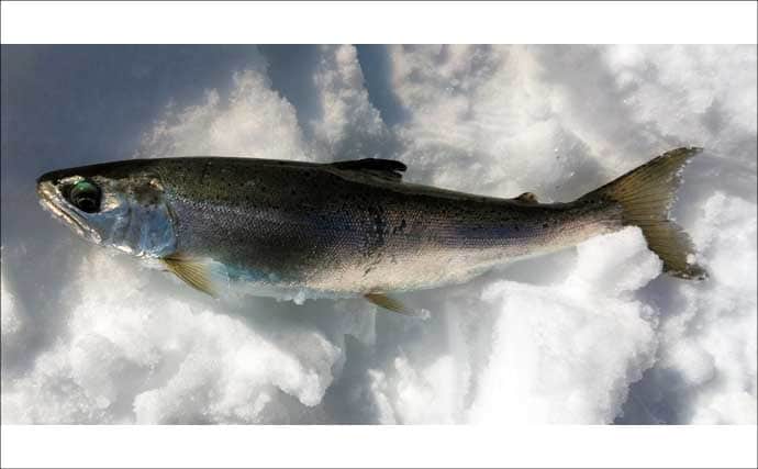 然別湖の氷上釣りで『ミヤベイワナ』と対面成功　独自の進化遂げた魚体に惚れ惚れ