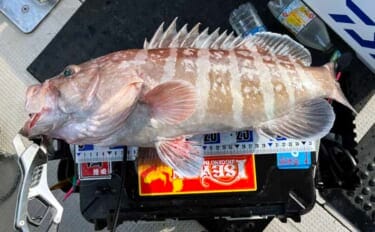 スロージギング＆タイラバ釣行で高級魚乱舞！【山口】クーラーボックスは満タンに