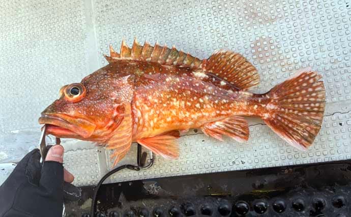 スロージギング＆タイラバ釣行で高級魚乱舞！【山口】クーラーボックスは満タンに