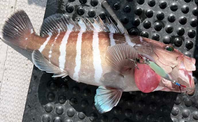 スロージギング＆タイラバ釣行で高級魚乱舞！【山口】クーラーボックスは満タンに