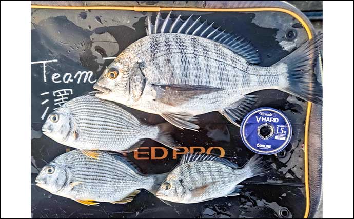 相浜漁港でまさかのシマアジ連発！【千葉県】陸っぱりサビキに高級魚ヒット