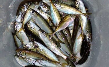 夕マヅメのサビキ釣りでアジ50匹超えとフィーバー!【三重】カタボシイワシも混じる