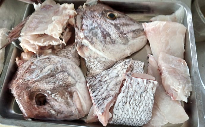 伊良湖沖のタイラバ釣行で75cm大ダイ降臨！【愛知】苦戦の末に劇的ヒット