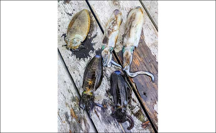 「青物猛攻を制す!」迫間浦の筏エギング懇親会でコウイカ520gを釣り上げて優勝【三重】