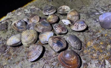 アサリと間違われがちな美味貝「ケマンガイ」　採るのはアサリよりも難しい？
