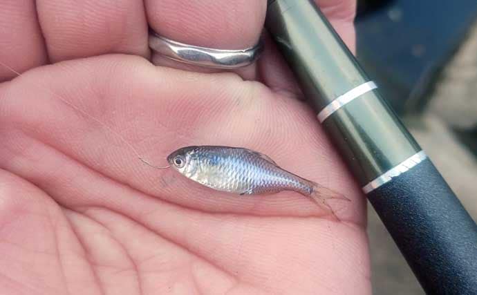 真冬の釣り場選びは「流れ・水深・水温」に注目　淡水小物釣りで入れ食いを堪能！