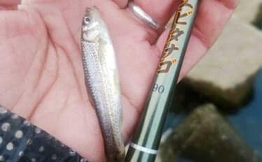 真冬の釣り場選びは「流れ・水深・水温」に注目　淡水小物釣りで入れ食いを堪能！