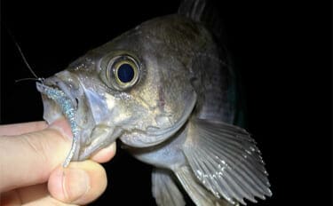 真冬のアジとメバルはどこにいる？ 水深があって水温が安定している場所へ移動か