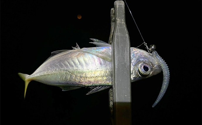 真冬のアジとメバルはどこにいる？ 水深があって水温が安定している場所へ移動か