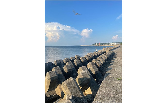 真冬のアジとメバルはどこにいる？ 水深があって水温が安定している場所へ移動か