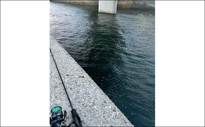 真冬のアジとメバルはどこにいる？ 水深があって水温が安定している場所へ移動か