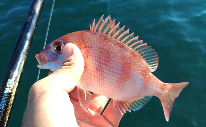 「遠投カゴ釣りデビューしてみた！」2回目の堤防釣行で37cmイサキをキャッチ【和歌山】