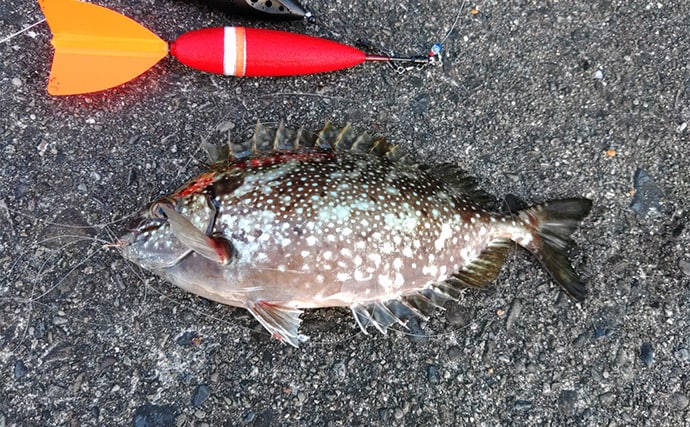 「遠投カゴ釣りデビューしてみた！」2回目の堤防釣行で37cmイサキをキャッチ【和歌山】