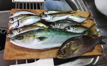 「遠投カゴ釣りデビューしてみた！」2回目の堤防釣行で37cmイサキをキャッチ【和歌山】