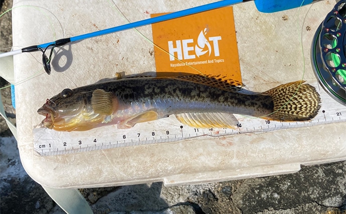 「20cm級マハゼが堂々浮上!」長良川河口の穴釣りで秋の高活性ハゼを狙う