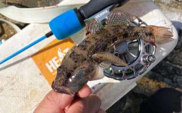 「20cm級マハゼが堂々浮上!」長良川河口の穴釣りで秋の高活性ハゼを狙う