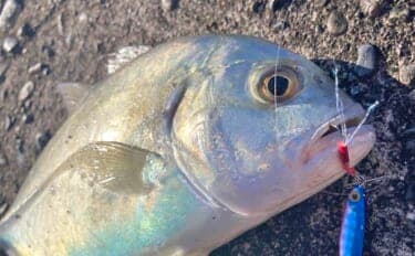 尾鷲港のメッキゲームで30cm超含みツ抜け達成！【三重】メタルジグで攻略