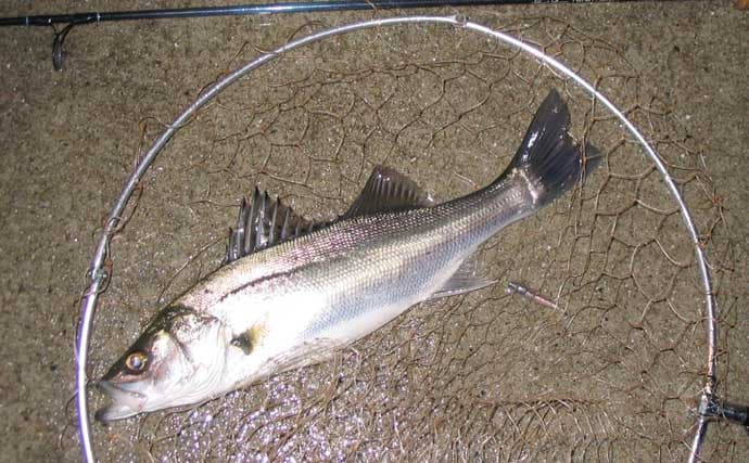 干潟エリアのバチ抜けシーバス徹底解説 【狙うポイント・使うルアー・釣り方】