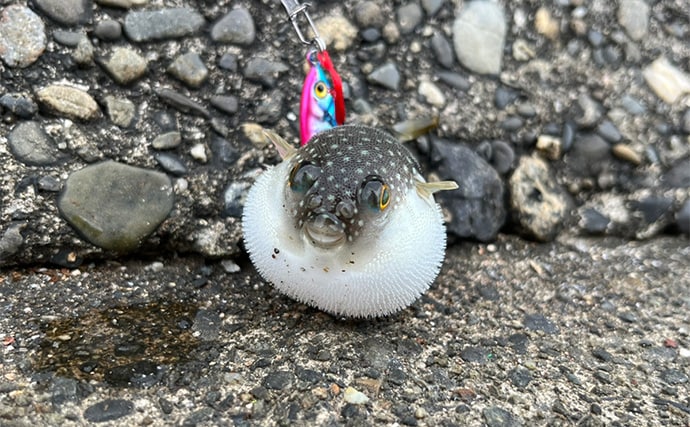 ダイソールアーだけで5魚種キャッチ達成!【静岡】メタルジグマイクロフラットは釣れる!