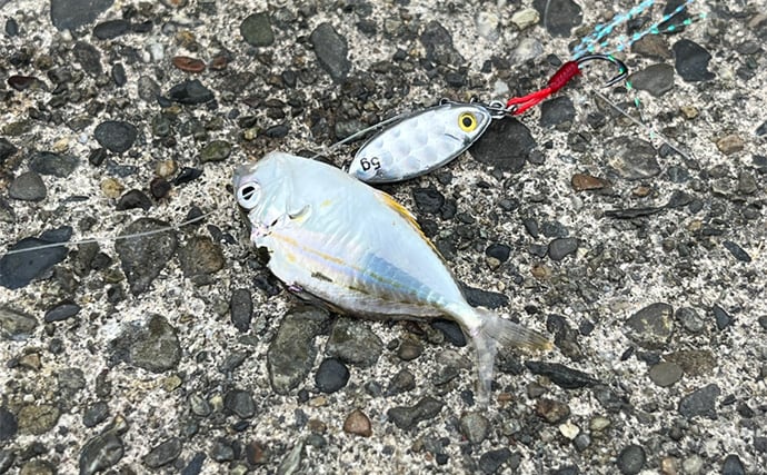 ダイソールアーだけで5魚種キャッチ達成!【静岡】メタルジグマイクロフラットは釣れる!