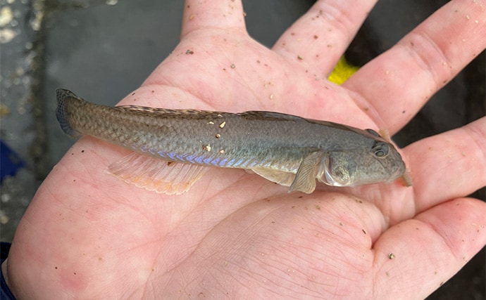 「雨で釣り場が貸切状態！」江戸川放水路のチョイ投げ釣りでハゼ137匹手中【千葉】