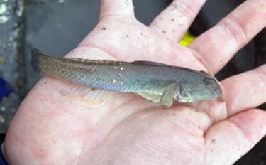 「雨で釣り場が貸切状態!」江戸川放水路のチョイ投げ釣りでハゼ137匹手中【千葉】