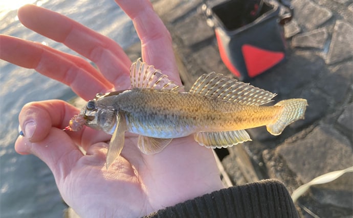「冬は釣れればデカい！」シーズン終盤のハゼ釣りで20cm頭に落ちハゼ5匹をキャッチ
