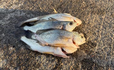 深夜のぶっこみサビキ釣りで想定外のイシモチが連発！　本命のアジは不発